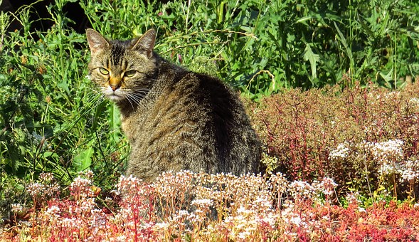 Cheap Pet Insurance – Customized Policies