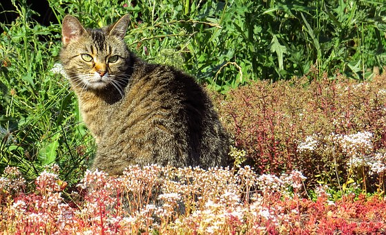 Competent Options for Rodent Suppression