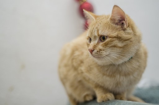 Pet Show Challenge Coins