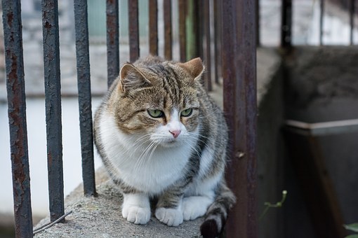 Yuba too cold wave hit frequency "Pet" (Figure)