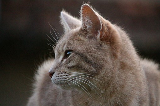 CAT Online Exam