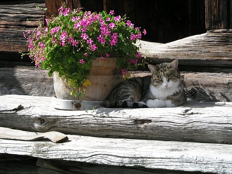 Cheap Insurance for your pet