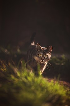 The Dire Importance Of Obtaining Pet Insurance For All Your Pets