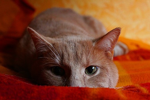 You Should Know These Petting Tips