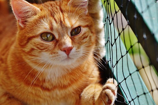 Pet Insurance for the Yorkshire Terrier