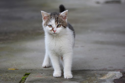 Knowing Your Pet's CBC Bloodstream Check