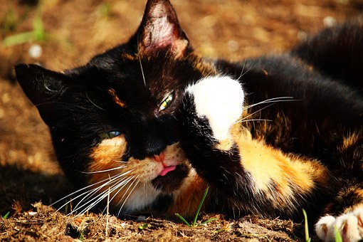 Pet Insurance And Pre-existing Conditions