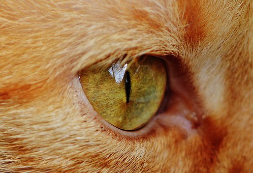 Compare Pet Insurance To Make The Best Choice