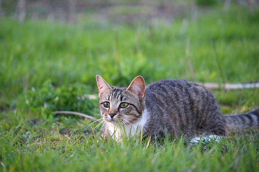 Pet Insurance: If You Have A Pet You Should Have A Policy