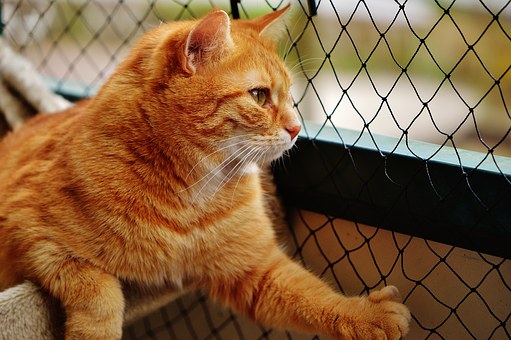 Finding The Right Pet