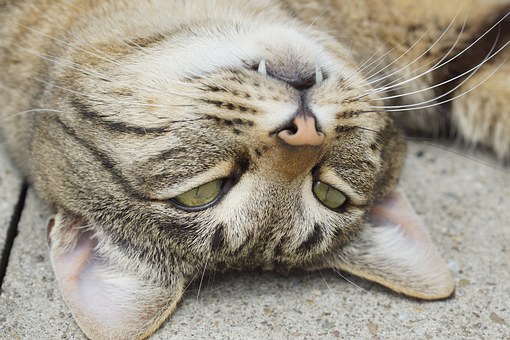 Pet Meds for Keeping Common Conditions at Bay