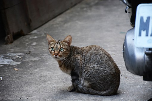 The True Cost Of Keeping A Pet