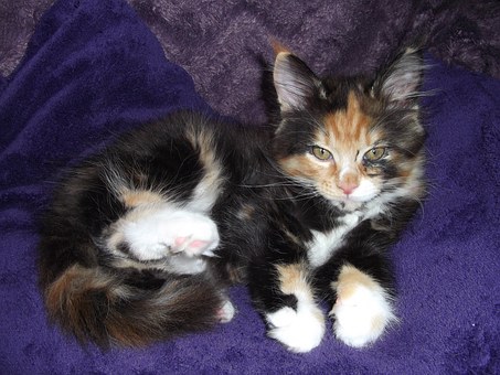 Important Considerations When Taking Your Pet To A Furnished Condo