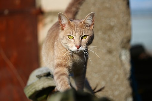 Turn Out To Be Buddies To Obtain Your Pet To Return 6 . Absolute To Perform!
