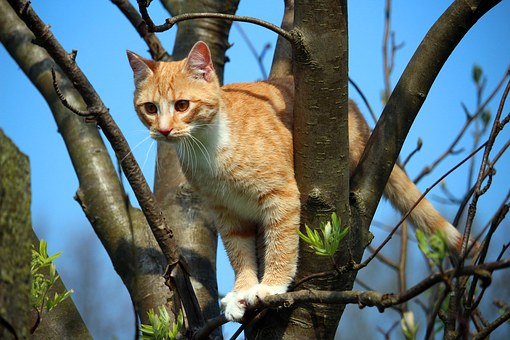 How to Compare Pet Insurance Policies