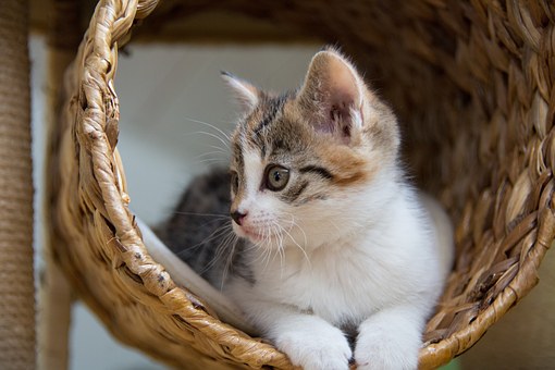 Importance Of Pet Restraints For Driving Safety