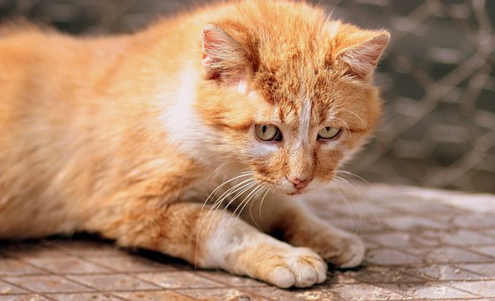 Filing A Petition For A Conservatorship