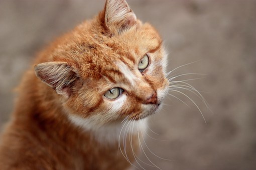 Choosing A Pet