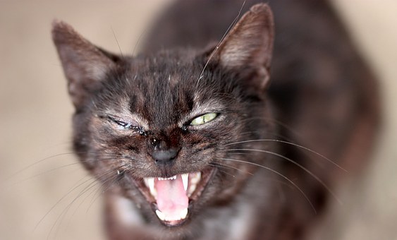Pet Meds For Keeping Fleas At Bay
