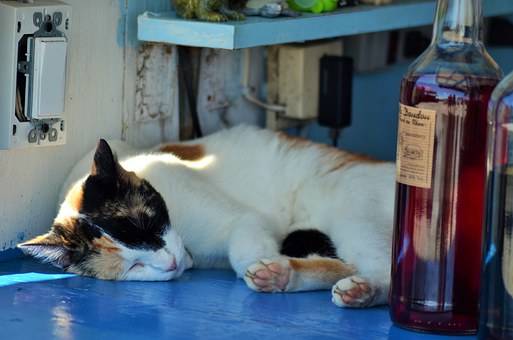 How to Take Care of Pet