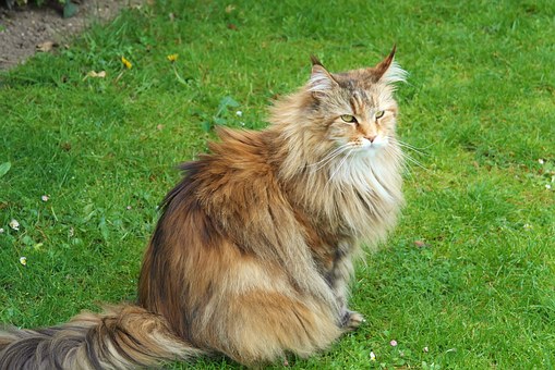 What are the most Top rate pet insurance companies?