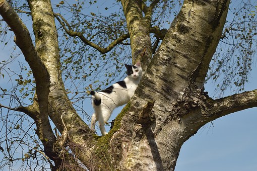 It Appears Unbelievable That You Can Uncover What To Count on From Pet Insurance Comparison
