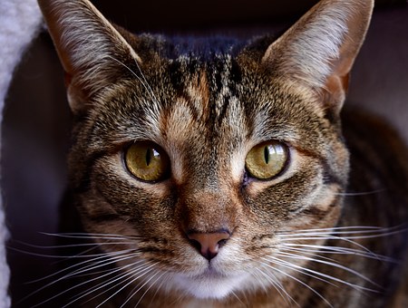 Pet Insurance Can Be Wonderful