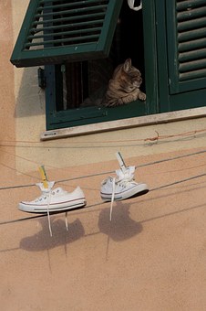 Pet Insurance Comparisons Help You Make The Right Choice