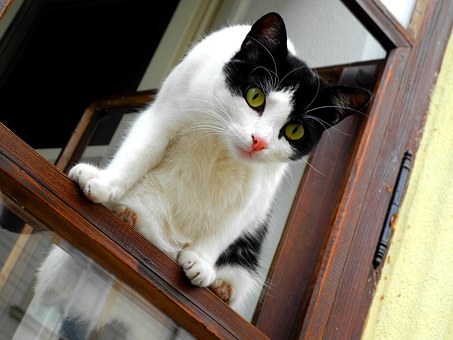 Why You Need Pet Sitters Insurance?
