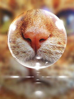 Factors That Affect Your Pet Insurance Premium Rates