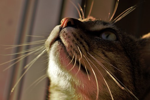 Pet Meds for Keeping Fleas at Bay