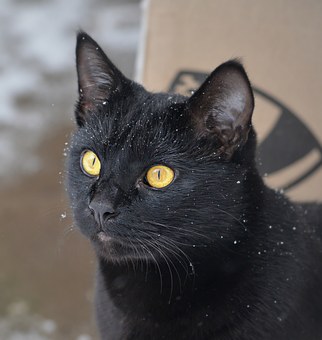 Come To Be Pals To Have Your Pet Back Once Again -- Absolute To Functionality!