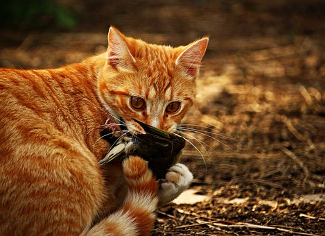 The Importance Of Pet Insurance
