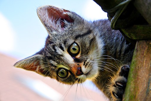 I am looking for the best pet insurance?