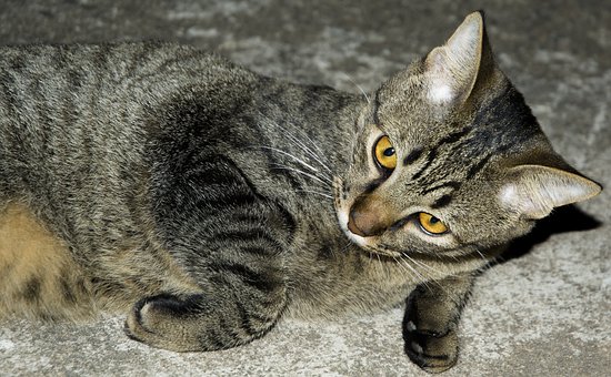 Himfr.com Reports Animal Products Favored By Consumers In The Spring