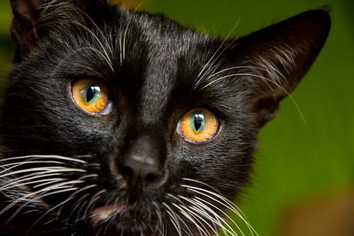 Seeing the End of the Tunnel for Your Pet