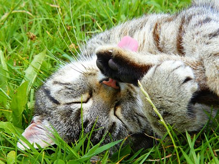 Can Pet Insurance Save You Money?