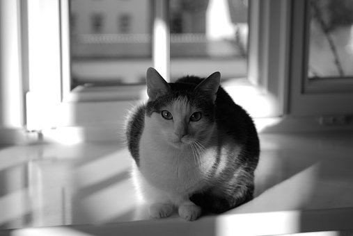 A very nice pet