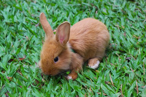 Why Children Find Bugs Intriguing