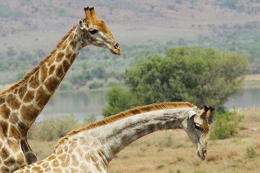 Cheap Yet Exciting And Customized Short Trip With The Help Of Vegas Nevada Travel Deals