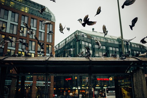 Chicago Hotel Inclusives Your Permit Through Walking Around Unique Tourist Destinations And Experien