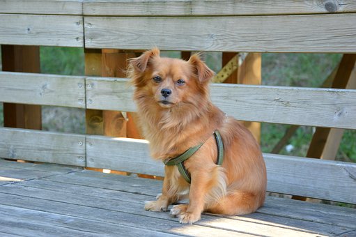 Easily Train Your Terrier Dogs