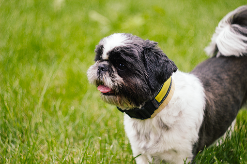 How To Create A Dog Fence