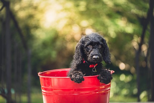 Some Things To Consider When Bathing a Dog