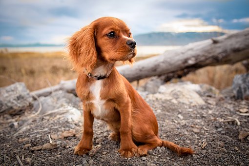 Ought To You Use Electric Dog Collars?