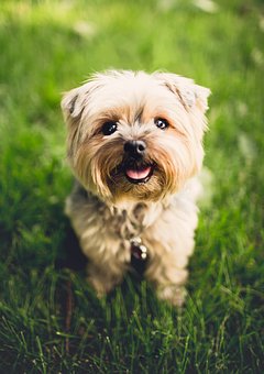 What You Must Know Earlier Than Adopting The Dog