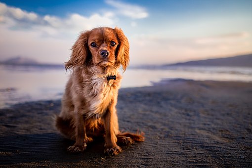 Bonding Series: Biking With Your Dog