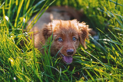 Would A Raw Diet Be Best For My Dog?