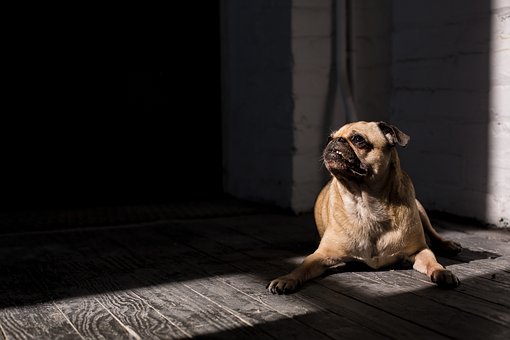 Elevated Large Dog Cots