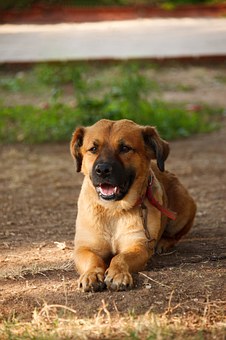 Can You Curb Your Dog's Boredom?